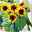 Sonnenblume Helios Flame F1 Hybride / einjährig blühend, ideal im Beet, essbare Blüten