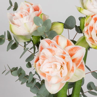 Schnittblumen-Mix aus 3 weiß gefüllten Amaryllis & 3 Eukalyptus