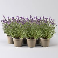 Lavendel, 6er-Set, Topf 12 / 13 cm Ø