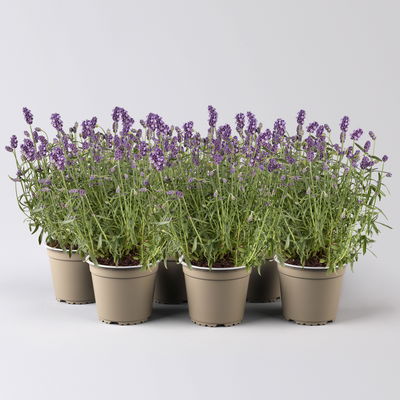 Lavendel 'Hidcote', blauviolett, Topf-Ø 12 cm, 6 Pflanzen Lavendel 'Hidcote', blauviolett, Topf-Ø 12 cm, 6 Pflanzen
