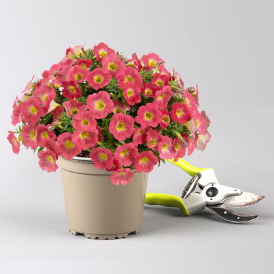 Petunien 'Capella® Salmon' lachsfarben, hängend, Topf-Ø 13 cm, 6 Pflanzen