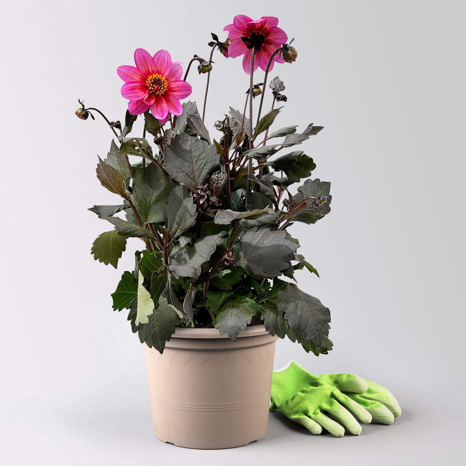 Dahlie 'Dahlegria® Tricolore', pink, Topf- Ø 21/22 cm