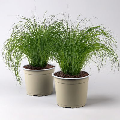 Federgras 'Pony Tails', Topf-Ø 17 cm 2er-Set Federgras 'Pony Tails', Topf-Ø 17 cm 2er-Set