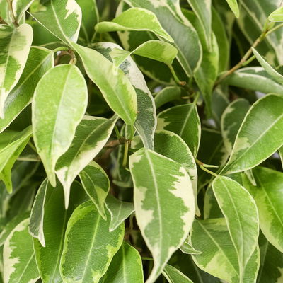 Birkenfeige 'Kinky', Topf-Ø 12 cm, Höhe ca. 25 cm, 3 Pflanzen