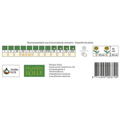 Tulpen für Topfbepflanzung Pinocchio, rot/weiß, 7 Blumenzwiebeln Tulpen für Topfbepflanzung Pinocchio, rot/weiß, 7 Blumenzwiebeln