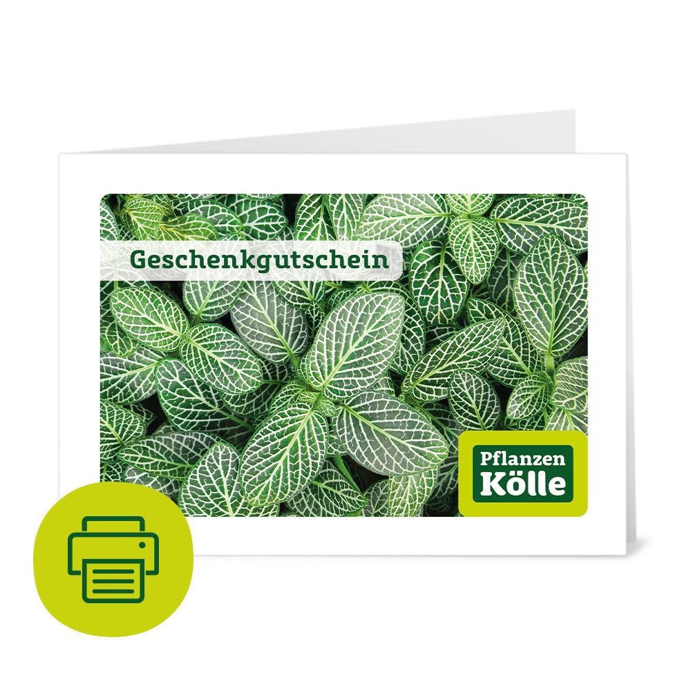 Geschenkgutschein zum Ausdrucken &lsquo;Grünpflanze&rsquo; | Pflanzen-Kölle