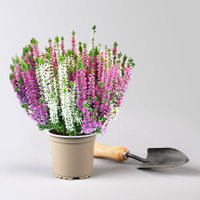 Calluna 'Beauty Ladies® Harmony' Trio, lila-rosa-weiß, Topf-Ø 11 cm, 6 Pflanzen Calluna 'Beauty Ladies® Harmony' Trio, lila-rosa-weiß, Topf-Ø 11 cm, 6 Pflanzen