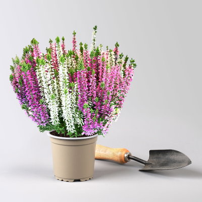 Calluna 'Beauty Ladies® Harmony' Trio, lila-rosa-weiß, Topf-Ø 11 cm, 6 Pflanzen Calluna 'Beauty Ladies® Harmony' Trio, lila-rosa-weiß, Topf-Ø 11 cm, 6 Pflanzen