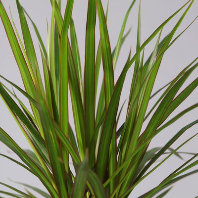 Drachenbaum, 2er-Tuff, inkl. Keramiktopf Dallas, Höhe ca. 70 cm, Topf-Ø 17 cm