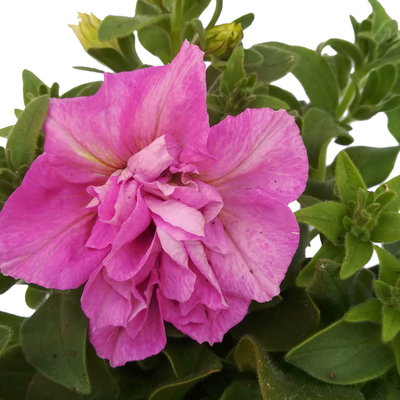 Petunie rosa, gefüllt, hängend, Topf-Ø 13 cm, 6 Pflanzen