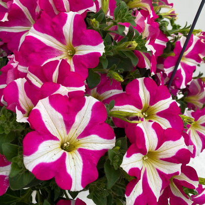 Petunie 'Amore® Pink Hearts', pink-weiß, hängend, Ampeltopf-Ø 27 cm