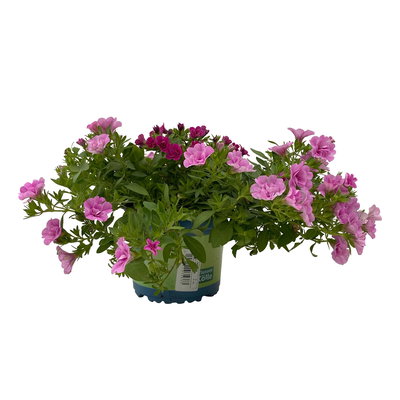 Zauberglöckchen 'Duo', Mix zufällig, Topf-Ø 14 cm, 4er-Set