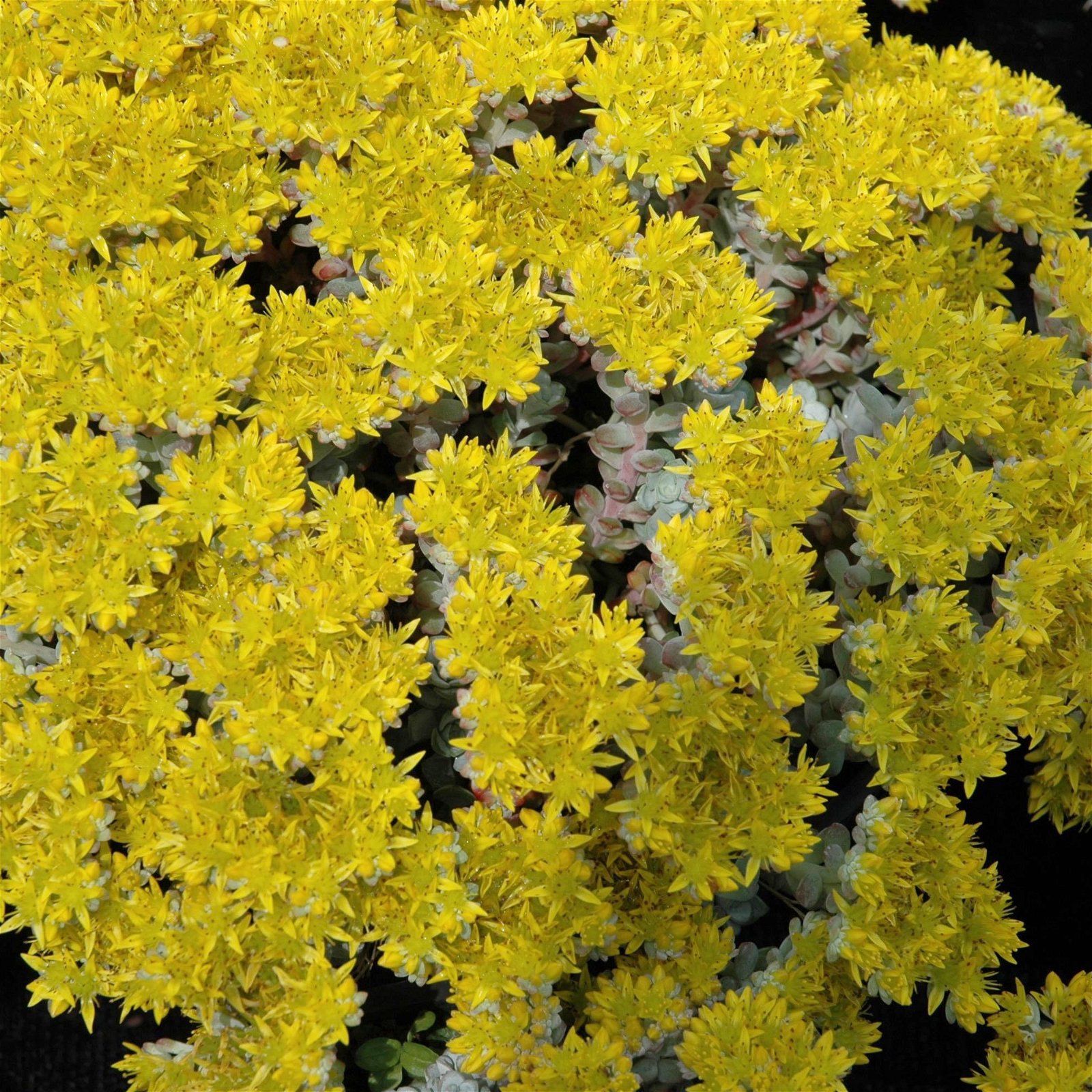 Spatelblättriges Garten-Fettblatt 'Cape Blanco' gelb, Topf-Ø 12 cm, 6er-Set