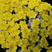 Spatelblättriges Garten-Fettblatt 'Cape Blanco' gelb, Topf-Ø 12 cm, 6er-Set