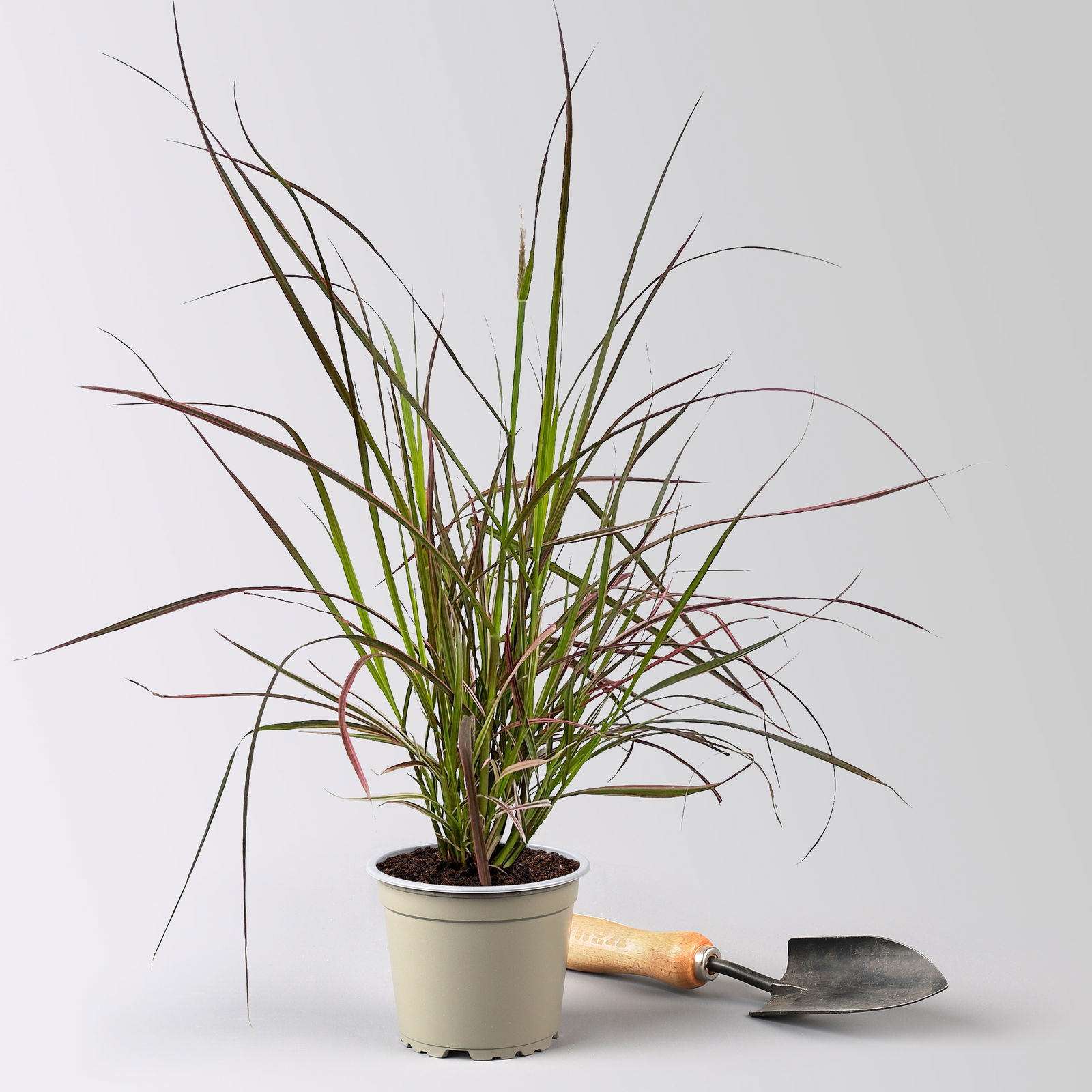 Lampenputzergras 'Fireworks', bunt, Topf-Ø 12 cm, 3 Pflanzen