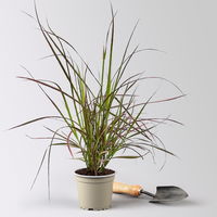 Lampenputzergras 'Fireworks', bunt, Topf-Ø 12 cm, 3 Pflanzen