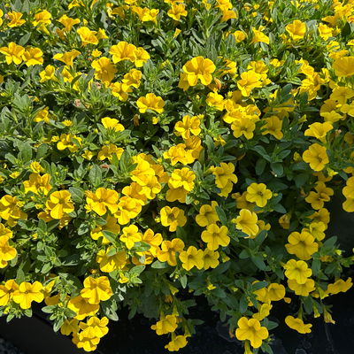 Zauberglöckchen 'Duo', rot & gelb, Topf-Ø 14 cm, 4 Pflanzen