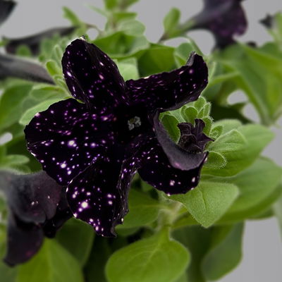 Petunie 'Midnight Sky' lila-weiß, hängend, Topf-Ø 13 cm, 6 Pflanzen