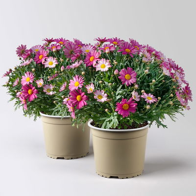 Margerite, rosa, Topf-Ø 18/19 cm, 2 Pflanzen Margerite, rosa, Topf-Ø 18/19 cm, 2 Pflanzen