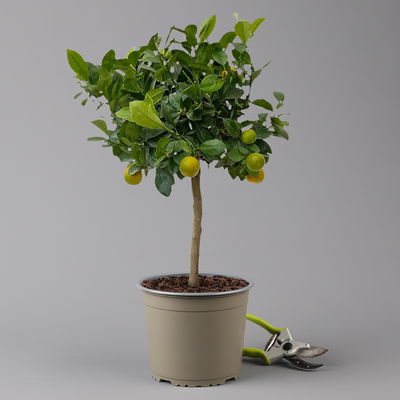 Calamondin, Stamm, Topf-Ø 20 cm, Höhe ca. 60 cm Calamondin, Stamm, Topf-Ø 20 cm, Höhe ca. 60 cm
