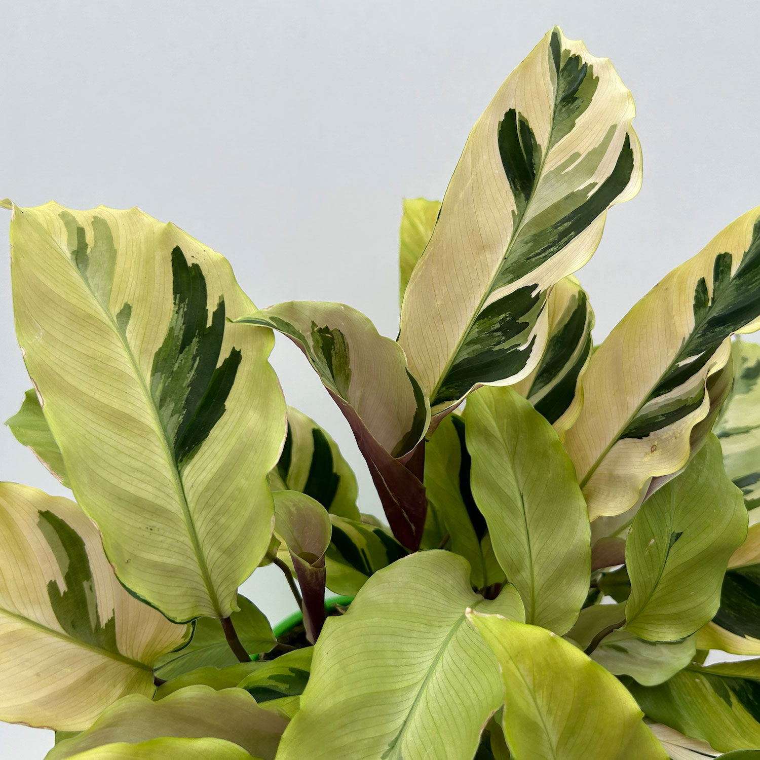 Calathea 'Fusion Yellow', Topf-Ø 14 cm, Höhe ca. 30 cm