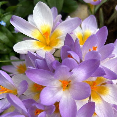 Wildkrokus, lila, Topf-Ø 10,5 cm, 6 Pflanzen