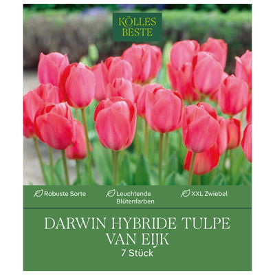 XXL Darwin Hybride Tulpen 'Van Eijk', rot, rosa, Größe 14/+, 7 Blumenzwiebeln