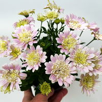 Osteospermum 'Lovely Pink' rosa-gelb, gefüllt, Topf-Ø 12 cm, 6 Pflanzen