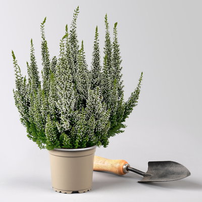Calluna 'First Ladies®', weiß, Topf-Ø 11 cm, 6 Pflanzen Calluna 'First Ladies®', weiß, Topf-Ø 11 cm, 6 Pflanzen