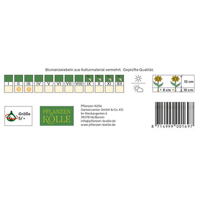 botanische Krokusse 'E. P. Bowles', gelb, 20 Blumenzwiebeln botanische Krokusse 'E. P. Bowles', gelb, 20 Blumenzwiebeln