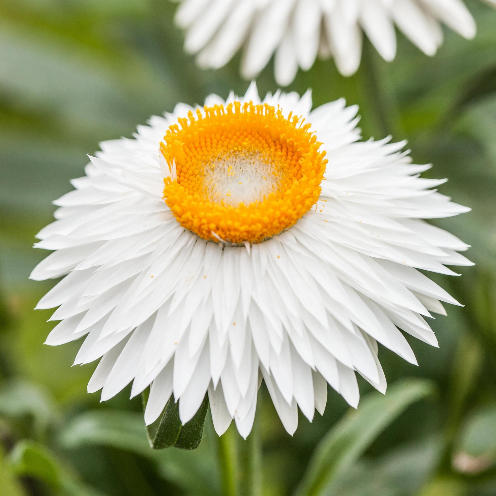 Strohblume, 6er-Set, weiß, Topf 12 cm Ø