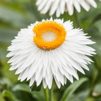 Strohblume weiß, Topf- Ø 12 cm, 6 Stück
