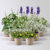 Pflanzenkreation 'Pflegeleicht', 12 Pflanzen