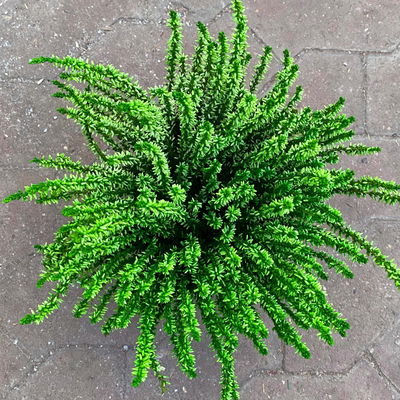 Knospenheide'Picasso', grün gefärbt, Topf-Ø 12 cm, 6 Pflanzen Knospenheide'Picasso', grün gefärbt, Topf-Ø 12 cm, 6 Pflanzen