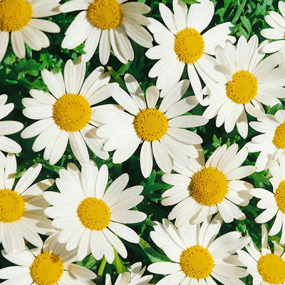 Kölles Beste Zwerg-Sommermargerite 'Snow Lady', 3 Liter Topf Kölles Beste Zwerg-Sommermargerite 'Snow Lady', 3 Liter Topf