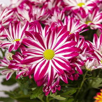 Chrysanthemen 'Rainbow Carousel' lila-weiß, Topf-Ø 14 cm, 4er-Set