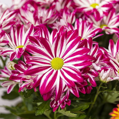 Chrysanthemen 'Rainbow Carousel', lila-weiß, Topf-Ø 14 cm, 4 Pflanzen Chrysanthemen 'Rainbow Carousel', lila-weiß, Topf-Ø 14 cm, 4 Pflanzen