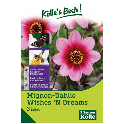 Mignondahlie 'Wishes’n Dreams', rosa, 1 Blumenknolle Mignondahlie 'Wishes’n Dreams', rosa, 1 Blumenknolle