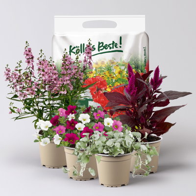 Pflanzenkreation Sommerromantik, 4 Pflanzen inkl. Erde Pflanzenkreation Sommerromantik, 4 Pflanzen inkl. Erde