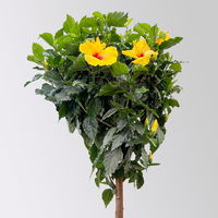 Hibiskus, gelb, Stamm, Topf-Ø 33 cm, Höhe ca. 150 cm