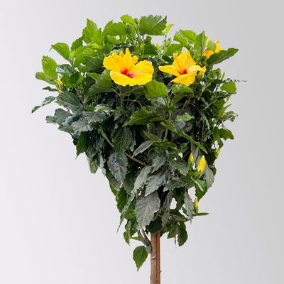 Hibiskus, gelb, Stamm, Topf-Ø 33 cm, Höhe ca. 150 cm Hibiskus, gelb, Stamm, Topf-Ø 33 cm, Höhe ca. 150 cm