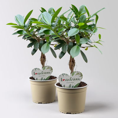 Chinesische Feige 'Maya', Flechstamm, Topf-Ø 12 cm, Höhe ca. 40 cm, 2 Stück Chinesische Feige 'Maya', Flechstamm, Topf-Ø 12 cm, Höhe ca. 40 cm, 2 Stück