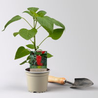 Bio Snackpaprika 'Snackor Red', Topf-Ø 12 cm, 3 Pflanzen Bio Snackpaprika 'Snackor Red', Topf-Ø 12 cm, 3 Pflanzen