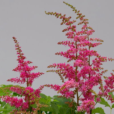 Astilbe arendsii, rot, Topf-Ø 15 cm, 2er-Set