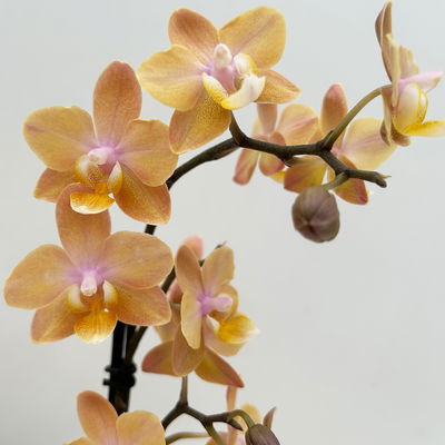 Duft Phalenopsis 'Fresh', lachs, Topf-Ø 12 cm, im Übertopf mit Grußkarte