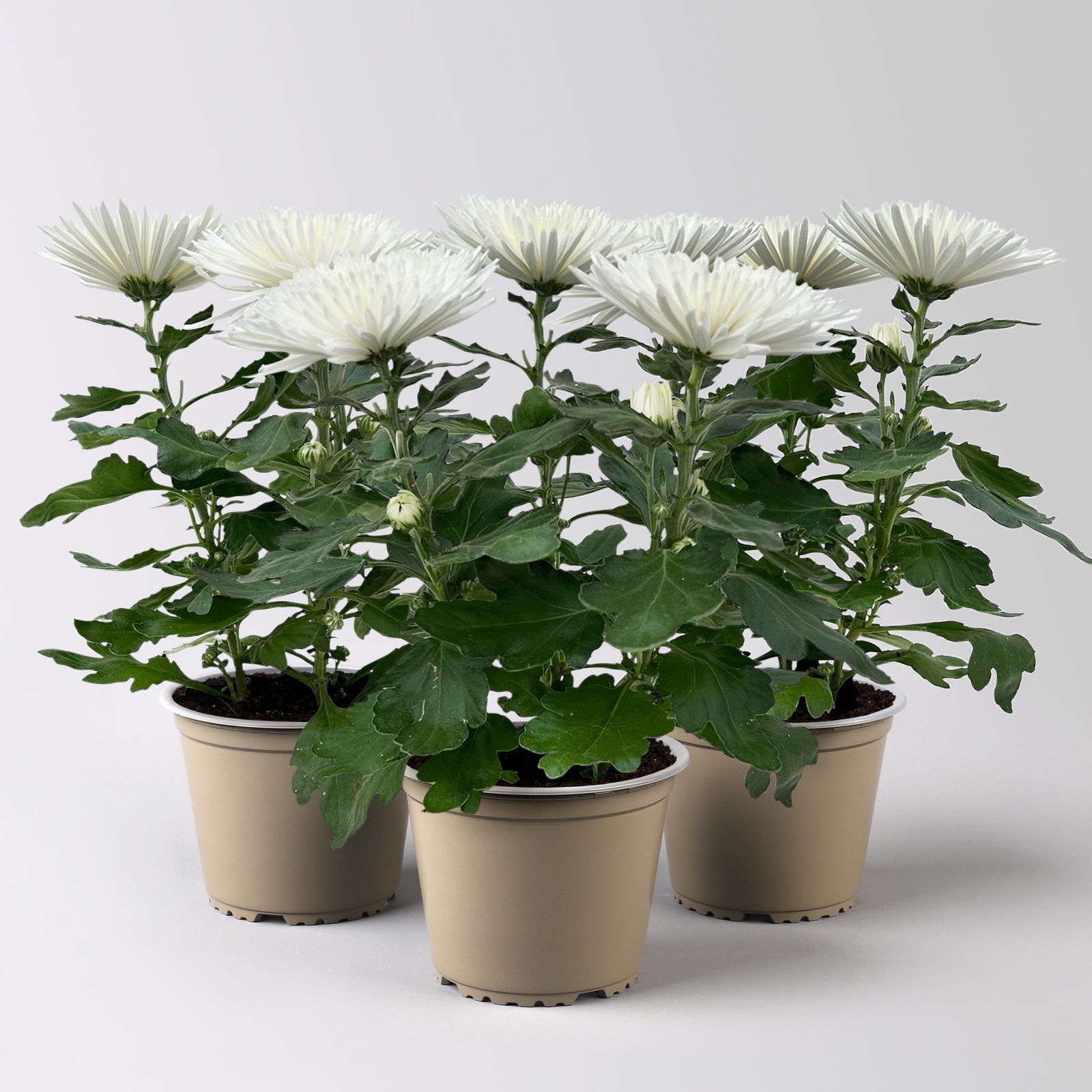 Chrysantheme 'Anastasia' weiß, großblumig, Topf-Ø 13 cm, 3 Stück