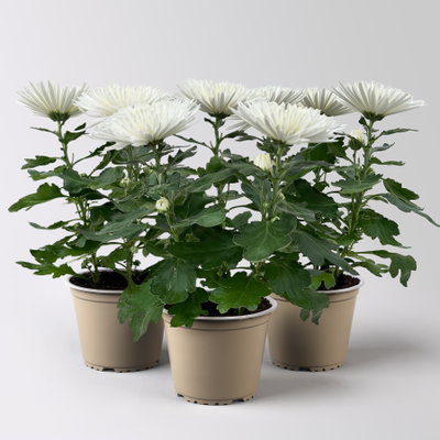Chrysantheme 'Anastasia', weiß, großblumig, Topf-Ø 13 cm, 3 Pflanzen Chrysantheme 'Anastasia', weiß, großblumig, Topf-Ø 13 cm, 3 Pflanzen