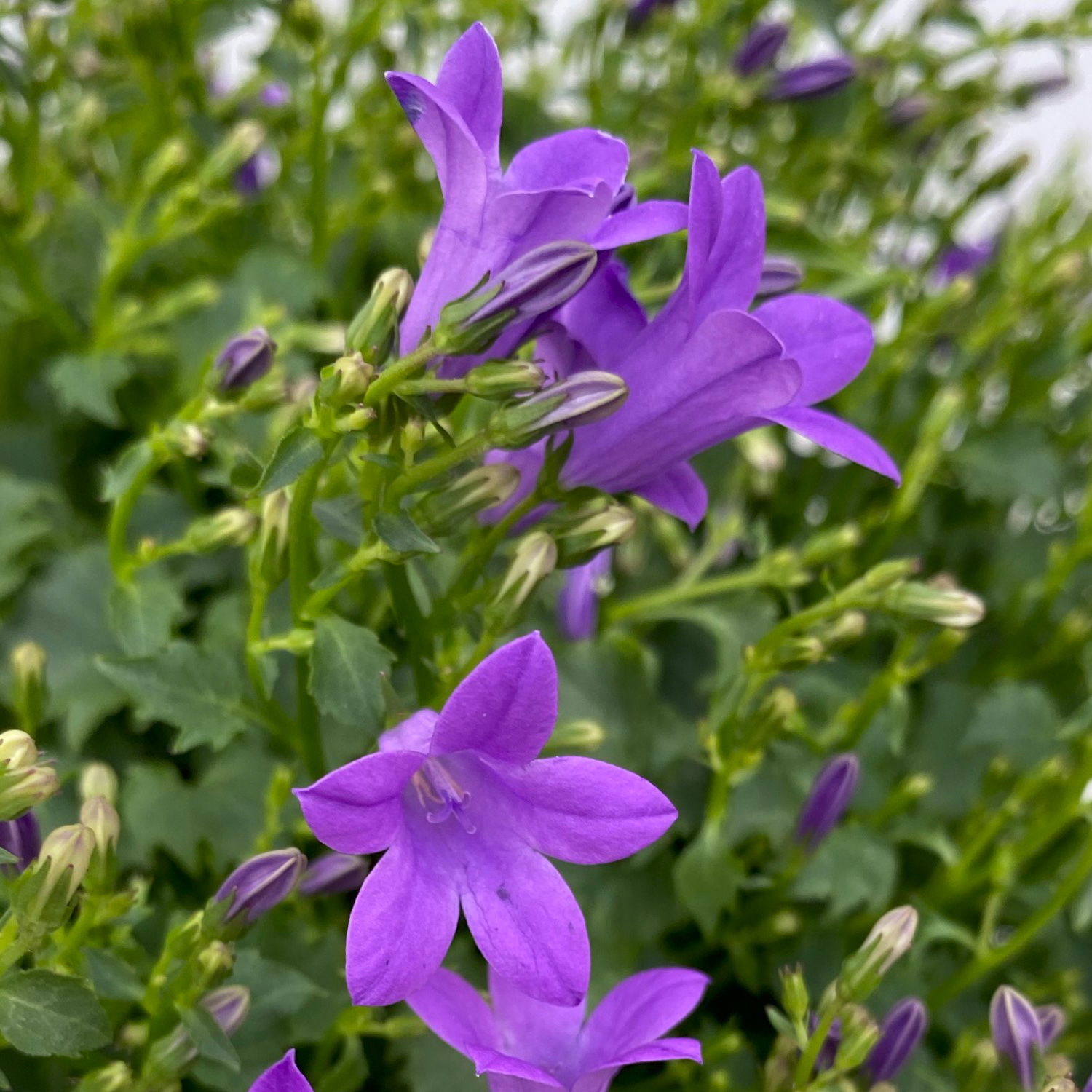 Campanula 'Ambella® Purple' lila, Topf-Ø 12 cm, 3er-Set