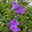 Campanula 'Ambella® Purple' lila, Topf-Ø 12 cm, 3er-Set