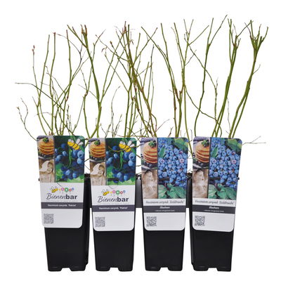 Heidelbeeren 'Klassiker', 4er-Set, Topf je 2 Liter Heidelbeeren 'Klassiker', 4er-Set, Topf je 2 Liter